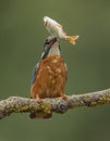 Beautiful kingfisher bird fishing for fish