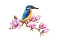 Beautiful kingfisher bird on magnolia branch with flowers. Watercolor illustration. Hand drawn realistic common