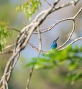 Beautiful Kingfisher bird perfectly framed by nature, perched on a tree branch, and look up