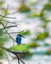 Beautiful kingfisher bird resting on a branch, morning soft light shines the lake water, glowing natural bokeh background