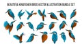 Beautiful kingfisher birds vector illustration bundle set with gradient color Royalty Free Stock Photo