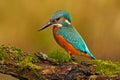 Beautiful kingfisher with clear green background. Kingfisher, blue and orange bird sitting on the branch in the river. Beautiful Royalty Free Stock Photo