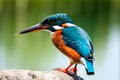 beautiful kingfisher. Close up view. Generative AI Royalty Free Stock Photo
