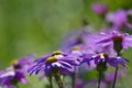 Beautiful kingfisher daisies forming a path, close-up photo