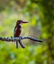 A Beautiful kingfisher cute bird Royalty Free Stock Photo