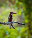 A Beautiful kingfisher cute bird