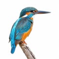 A beautiful kingfisher with its bright blue and orange feathers, perched on a twig, isolated on