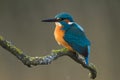 Beautiful Kingfisher