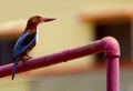 A beautiful kingfisher sitting on a pole