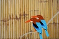 Beautiful kingfishers on bamboo background