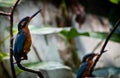 Beautiful Kingfishers Waiting for a catch