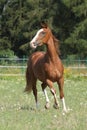 Beautiful Kinsky horse running on pasturage