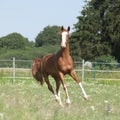 Beautiful Kinsky horse running on pasturage