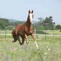 Beautiful Kinsky horse running on pasturage