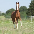 Beautiful Kinsky horse running on pasturage