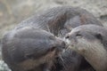 Beautiful Kissing River Otter Pair Snuggling and Cuddling