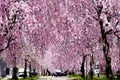 Beautiful Kitakata weeping cherry blossoms