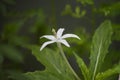 Beautiful kitolod Isotomo longiflora with dew drop