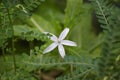 Beautiful kitolod Isotomo longiflora with dew drop