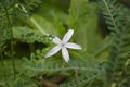 Beautiful kitolod Isotomo longiflora with dew drop