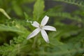 Beautiful kitolod Isotomo longiflora with dew drop