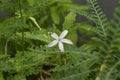 Beautiful kitolod Isotomo longiflora with dew drop