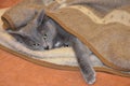 The beautiful kitten breed Russian gray-blue silvery gray sleeps under a blanket.