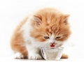 Beautiful kitten drinking water