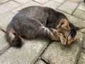 a beautiful kitten fast asleep on a brick Royalty Free Stock Photo