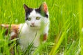beautiful kitten in green grass,cat on the lawn Royalty Free Stock Photo