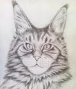 Beautiful kitten Maine Coon, portrait in pencil