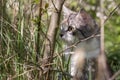 Beautiful kitten outside in the garden Royalty Free Stock Photo