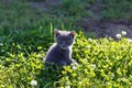 Beautiful kitten playing on green grass background Royalty Free Stock Photo
