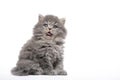 Little kitten yawns on a white background. Royalty Free Stock Photo