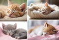 Beautiful Kitten Sleeping Like Humans: A Serene Slumber