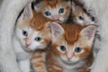 Beautiful small red and white kitten are sitting in a scratching post and looking out Royalty Free Stock Photo