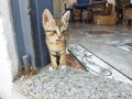 Beautiful Kitty cat standing up