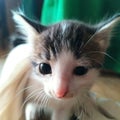 Beautiful kitty cute kitten her name is sisi