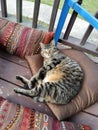 Beautiful kitty Kat cat felicity Felicia grey tabby beauty 2