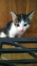 Beautiful kitty kitten hi! My name is sisi
