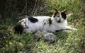 Beautiful kitty resting at the garden Royalty Free Stock Photo