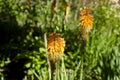 Beautiful kniphophia flower. summer seasonal flower bed. spring bloom and blossom. garden in sunny warm weather. kniphofia with Royalty Free Stock Photo