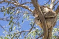 Beautiful koala asleep on top of a eucalyptus against the blue sky, Kangaroo Island, Southern Australia
