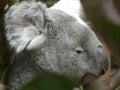 Beautiful Koala Close-up Royalty Free Stock Photo