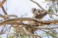 Beautiful koala in wildlife eats eucalyptus leaves clinging to a branch, Kangaroo Island, Southern Australia Royalty Free Stock Photo