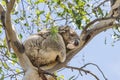 Beautiful koala in wild life sleeping leaning against a high eucalyptus branch against the blue sky, Kangaroo Island, Australia