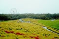 Beautiful kochias hill in autumn season at Hitachi seaside park