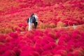 Beautiful kochias hill in autumn season at Hitachi seaside park