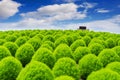 Beautiful kochias at Hitachi seaside park, Japan