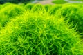 Beautiful kochias at Hitachi seaside park, Japan Royalty Free Stock Photo